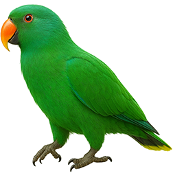 Biaki Eclectus